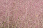 Hairawn muhly